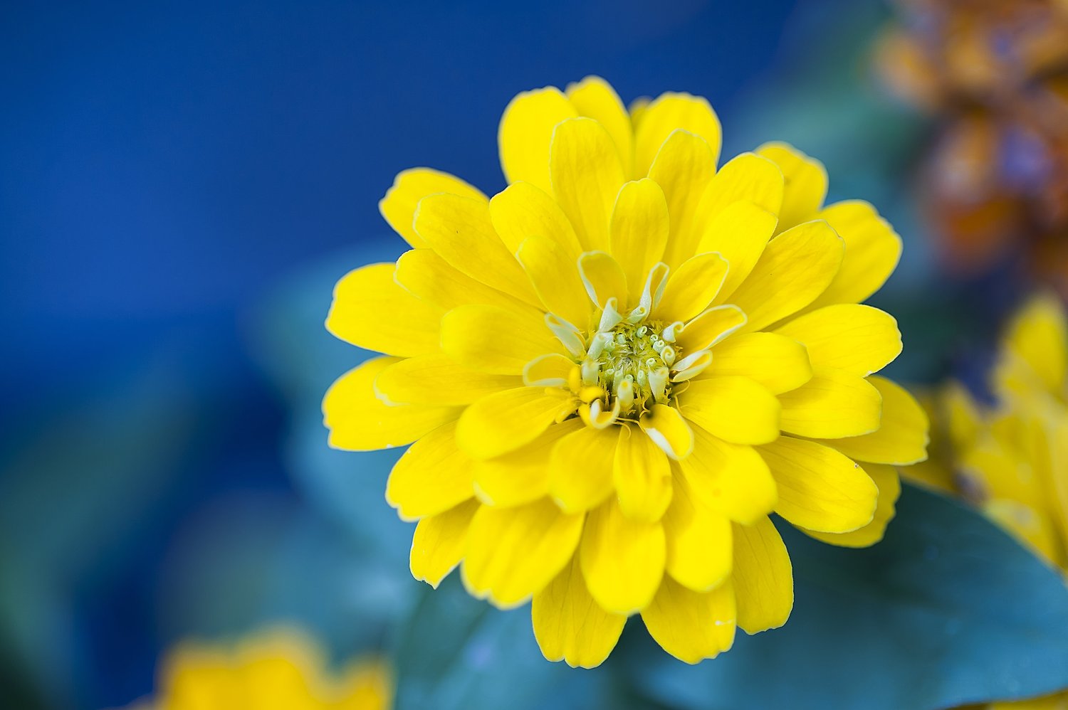 Colorful flowering annuals