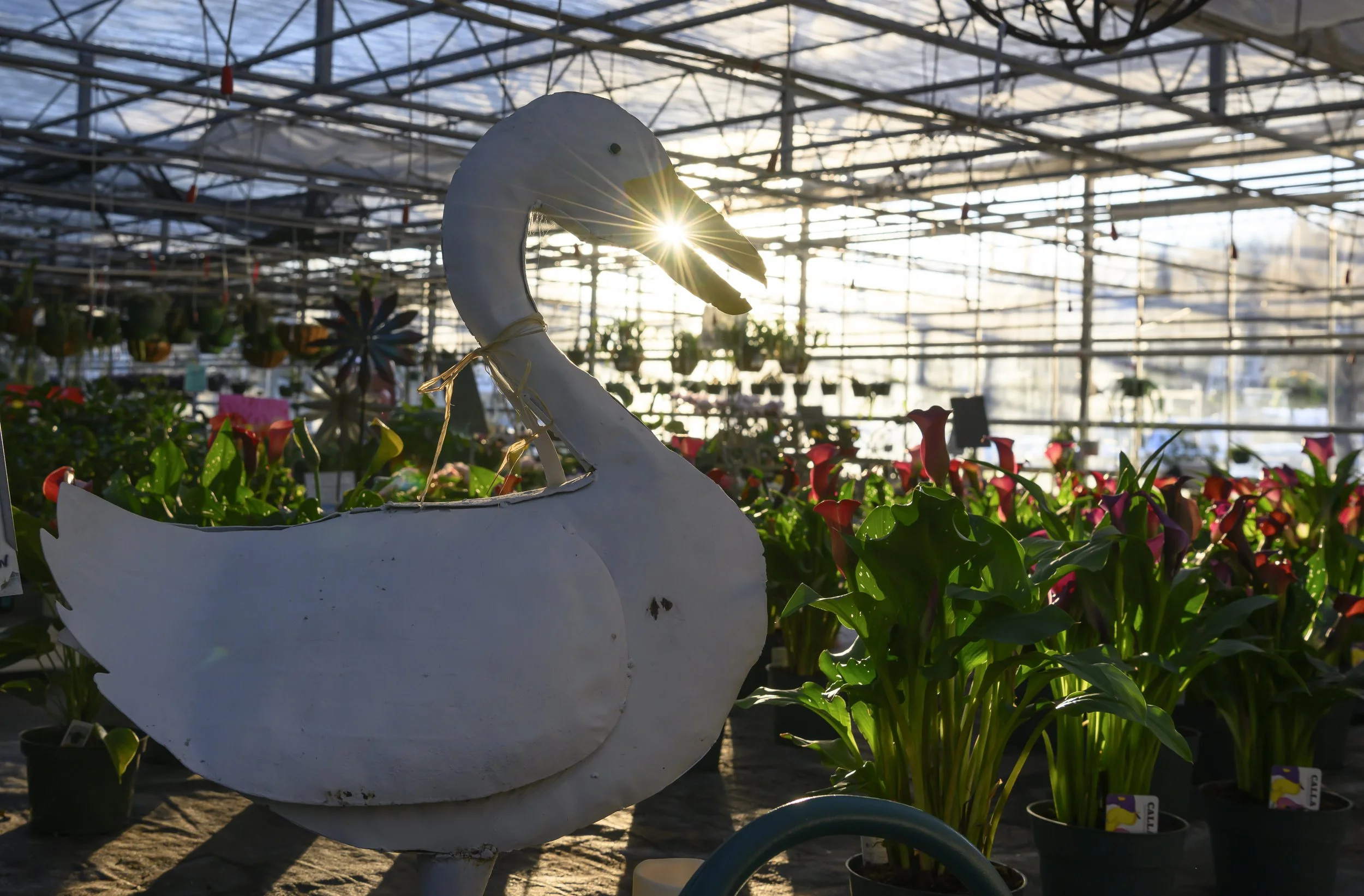 Sunlight fills Stanley’s greenhouse, with colorful plants surrounding its familiar duck sculpture