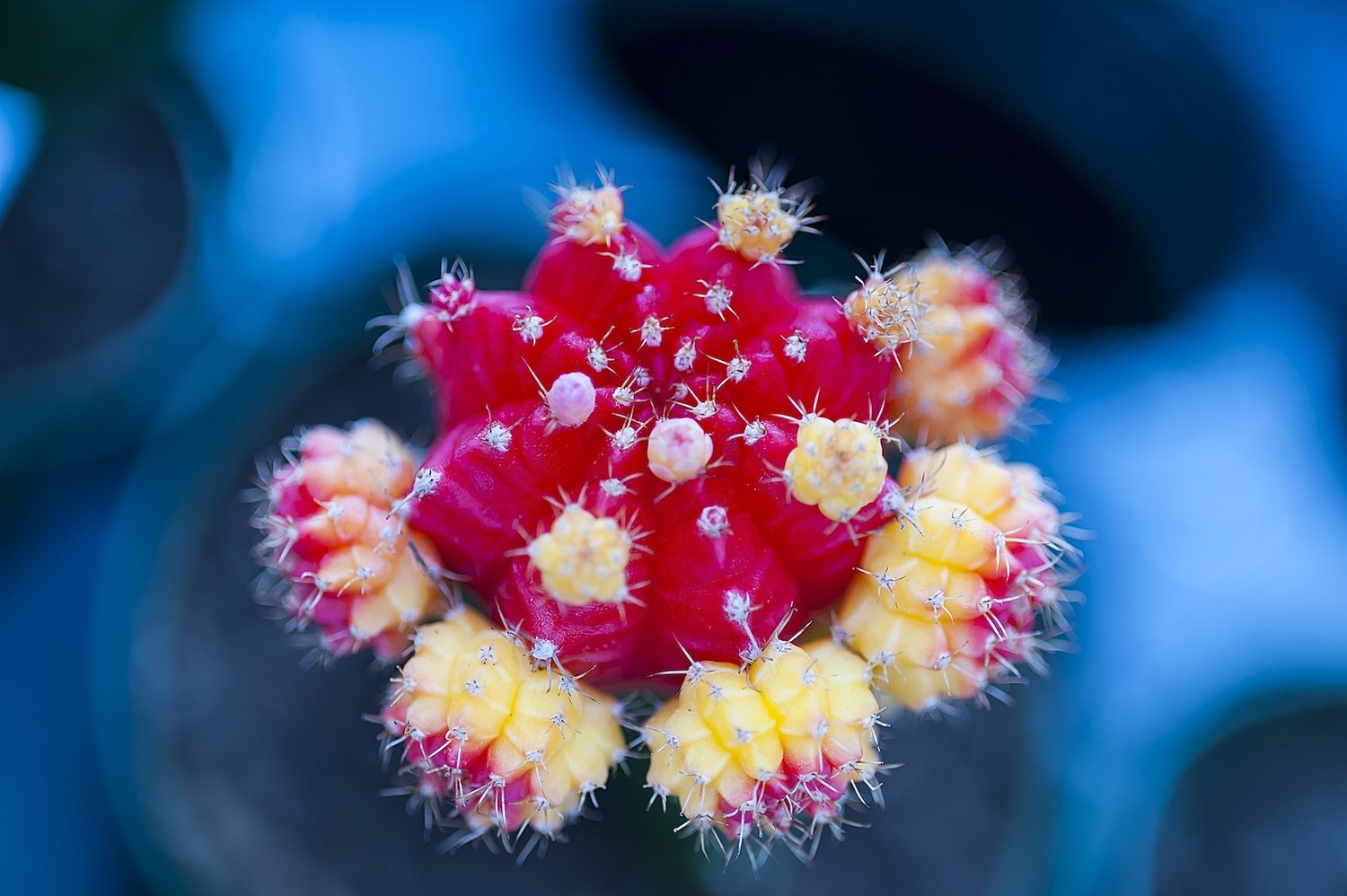 A flowering cactus