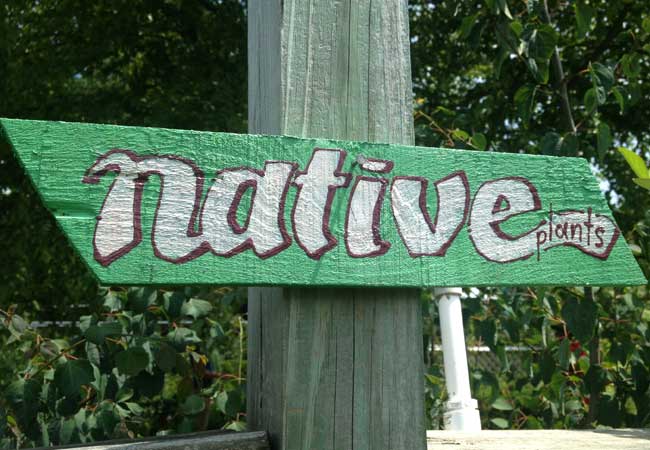 Native plants featured in Stanley’s garden collection