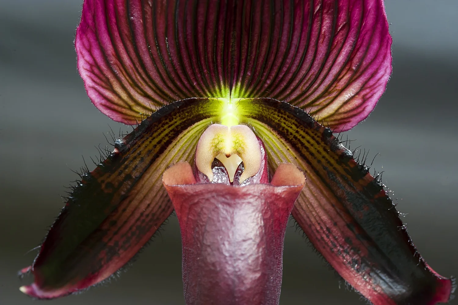 An orchid from Stanley’s flowering plant collection