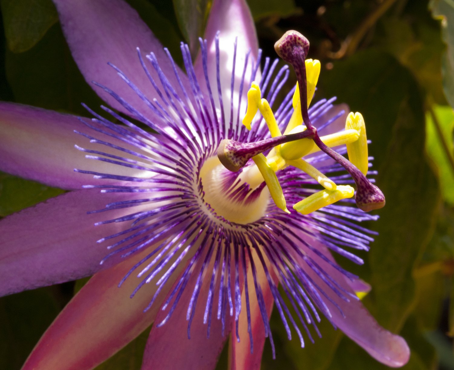 A richly detailed passionflower