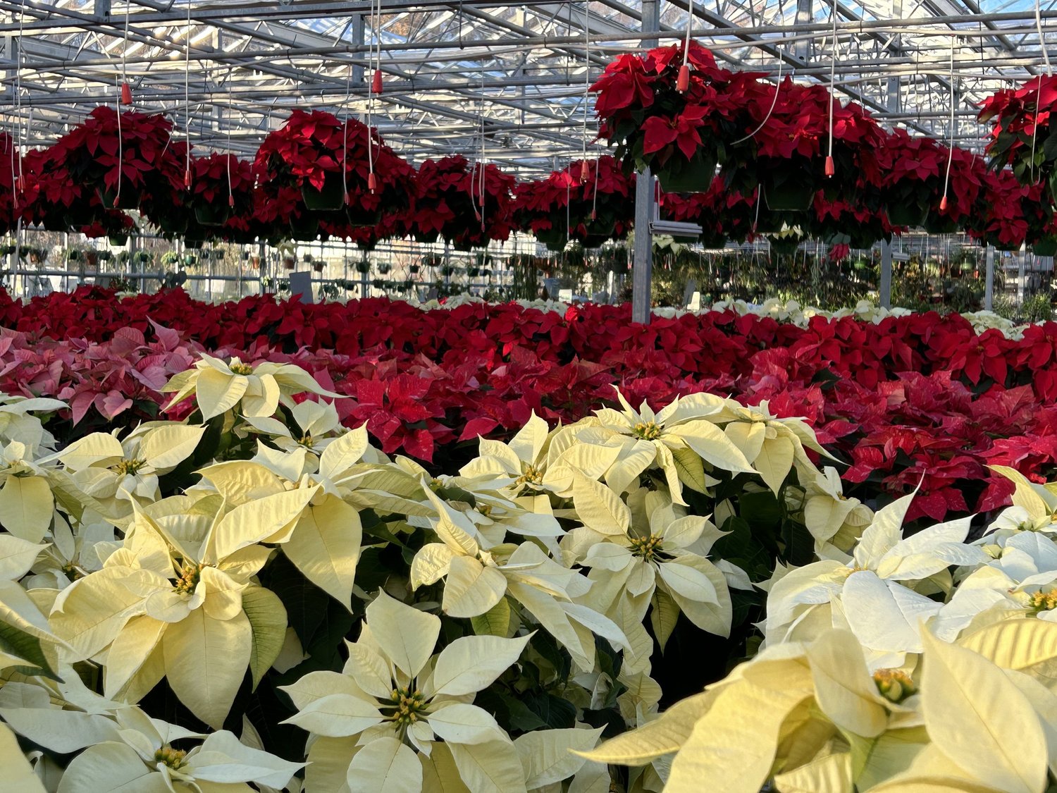 Homegrown poinsettias for the holiday season