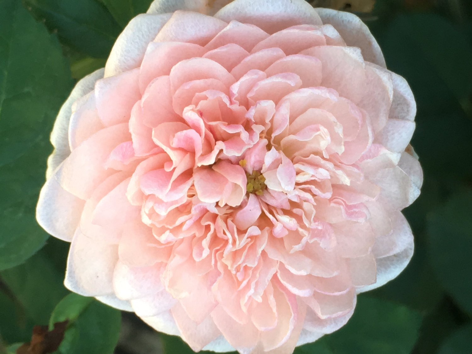 A rose in Stanley’s collection