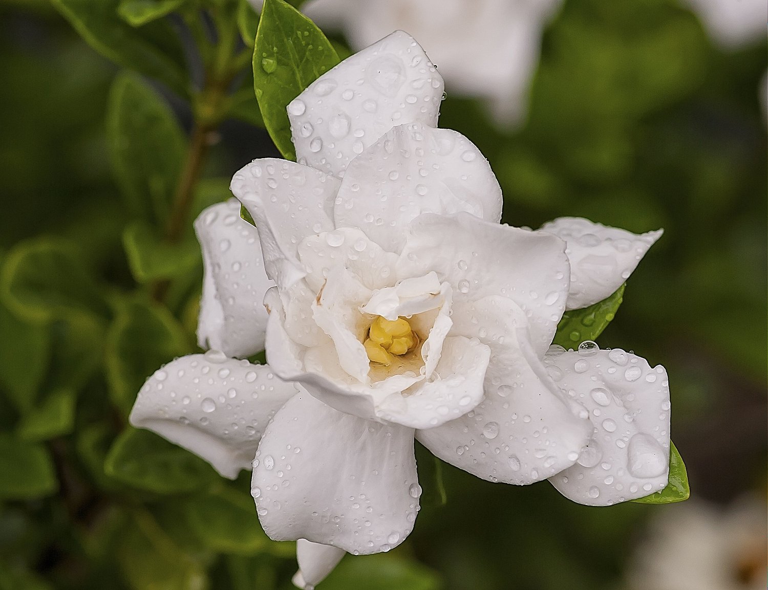 A gardenia in bloom